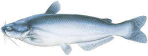 Blue catfish