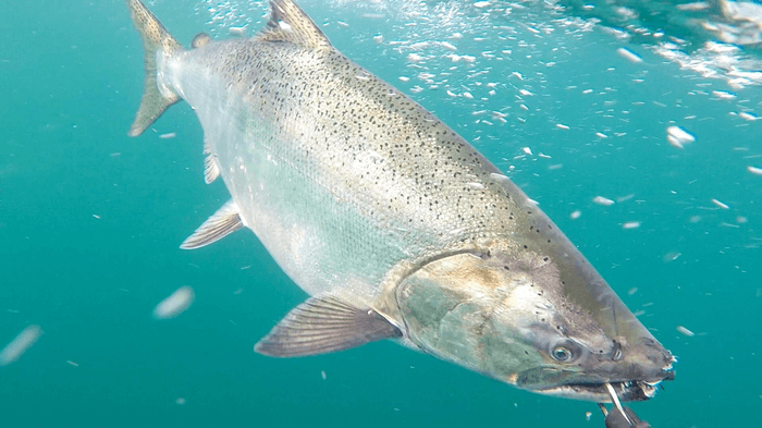 A king salmon being caught